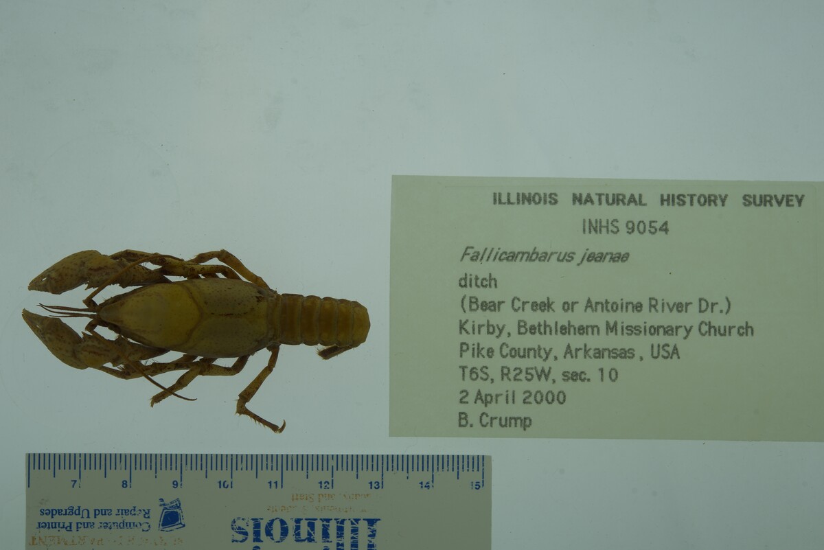 Fallicambarus jeanae image